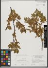 Foto von Salix waldsteiniana Willd.